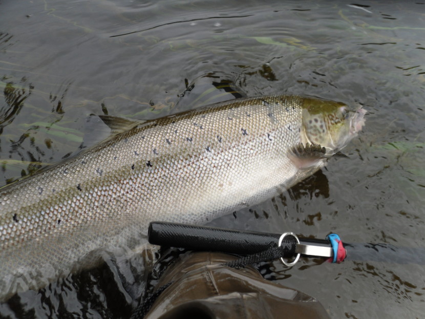 Two sea winter salmon, Pwll y Faedda